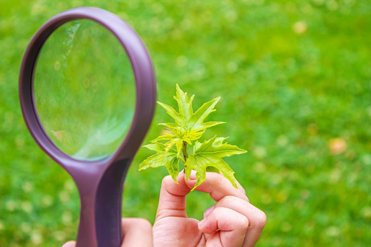 Exploring The Several Possibilities That Are Available With Hemp