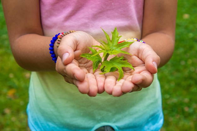 I bambini si prendono cura dell'albero della natura nelle loro mani messa a fuoco selettiva