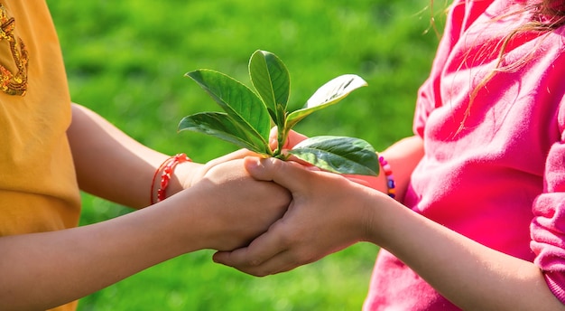 Children take care of nature tree in their hands Selective focus