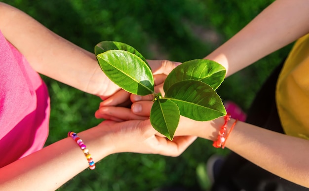 Children take care of nature tree in their hands Selective focus