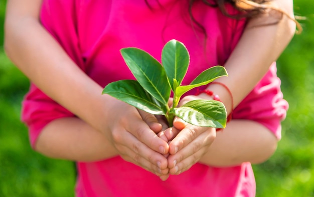 Children take care of nature tree in their hands Selective focus