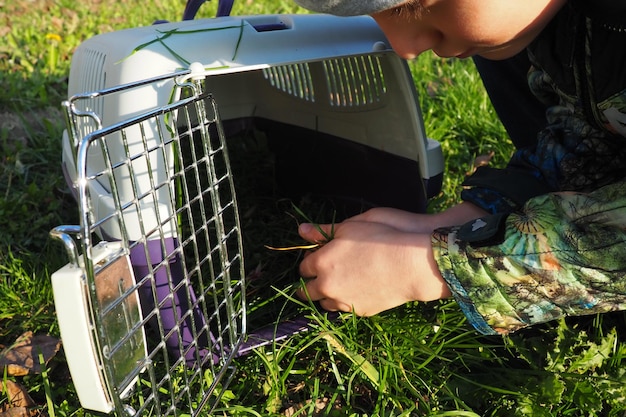 Children39s 손으로 뽑은 잔디를 애완 동물 케이지 또는 고양이 캐리어에 넣습니다. 동물 관리 애완 동물을 위한 좋은 영양 고양이 식단의 잔디와 비타민 가을 화창한 날