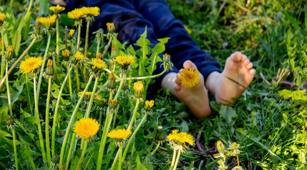 childrens feet on the background of dandelions nature