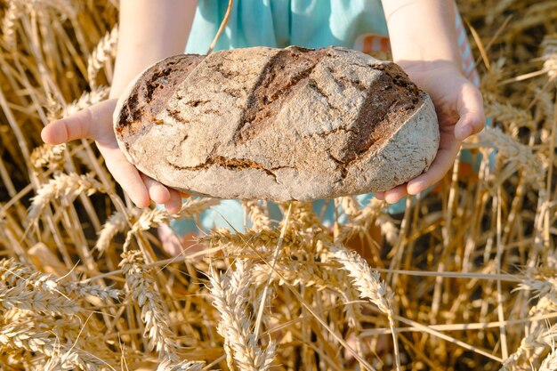 Childrens girls hands holds a loaf of fresh bread in her hands a wheat field