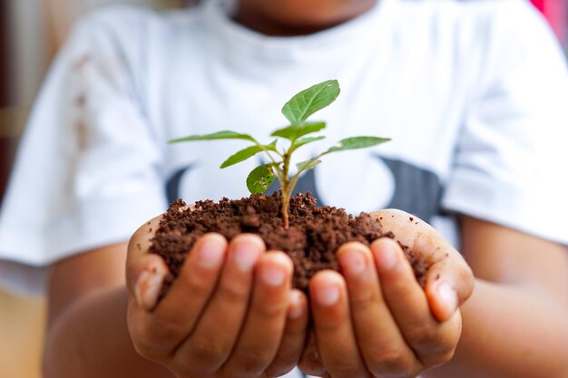 緑の世界地球デーコンセプトを植えるために小さな木を握る子供の手.