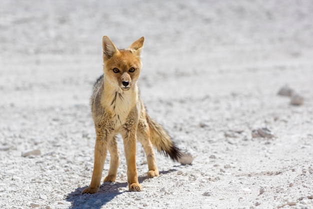 Chile's Andean fox Atacama desert