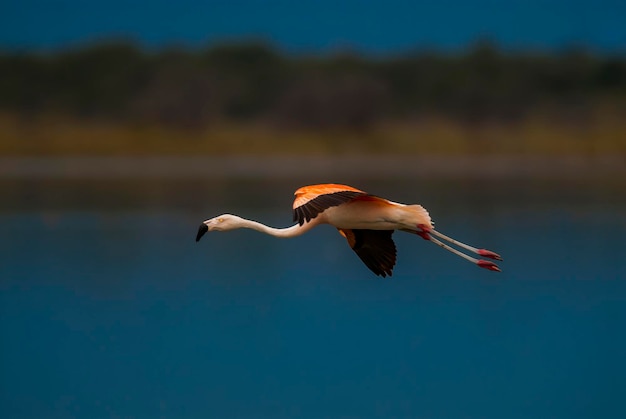 칠레 플라밍고 Phoenicopterus chilensis La Pampa 아르헨티나