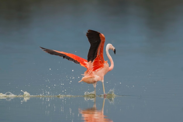 チリフラミンゴ Phoenicopterus chilensis ラパンパ アルゼンチン