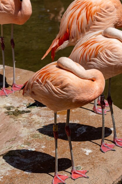 Foto un flamingo cileno phoenicopterus chilensis un grande flamingo originario del sud america