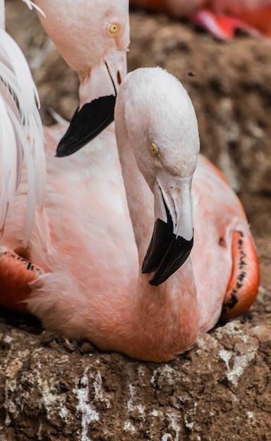 Чилийский фламинго (Phoenicopterus chilensis) на гнезде с близкой головой партнера