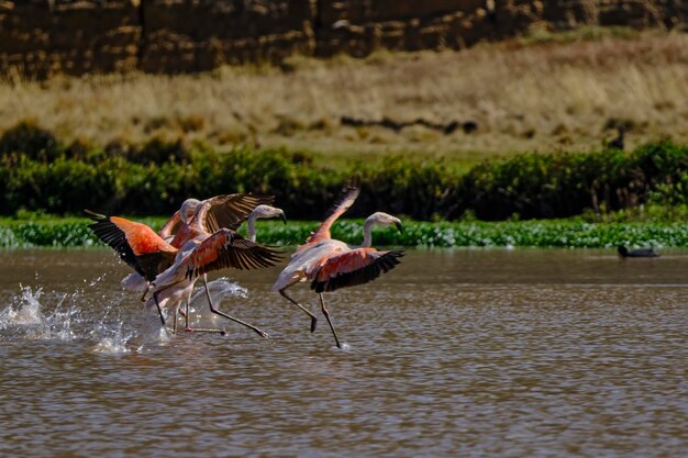 Chilean Flamingo Phoenicopterus chilensis