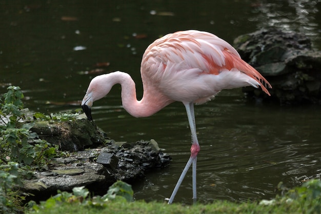 칠레 플라밍고 Phoenicopterus chilensis