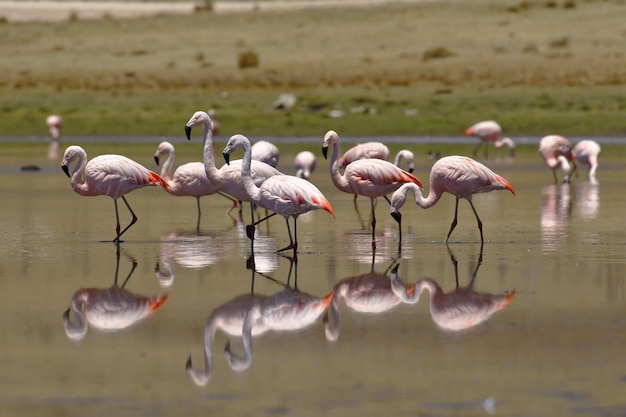 Flamingo cileno che cammina sulle rive del lago