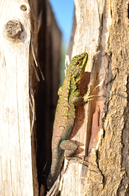 Photo chilean lizard, region of the maule