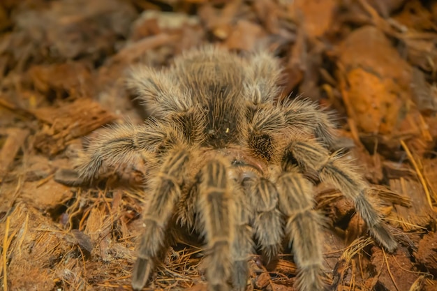 Foto chilean rose hair tarantula grammostola rosea una delle tarantole più docili questa è generalmente la prima tarantola da compagnia che le persone cercano quando comprano