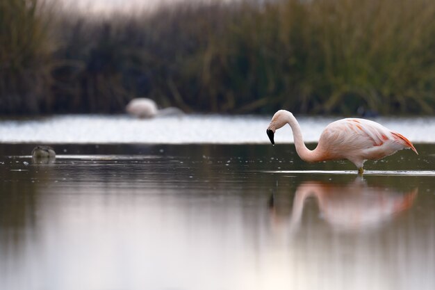 Chileense Flamingo die aan de oevers van het meer loopt