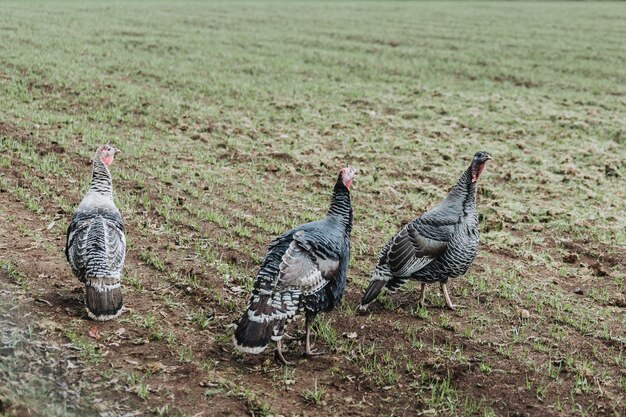 Chileense vrouwelijke tamme kalkoenen die in het veld lopen