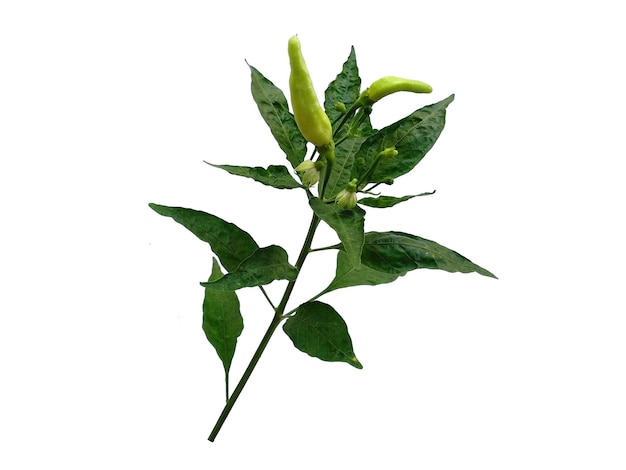 Chili or Capsicum annuum leaves on white background