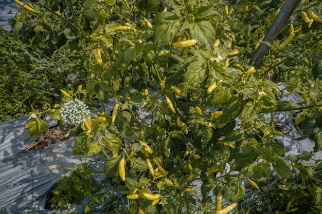 Chili en tomatentuinveld in de lente