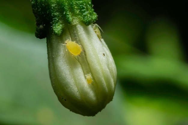 Il fiore di peperoncino bianco e gli insetti distruggono le piante