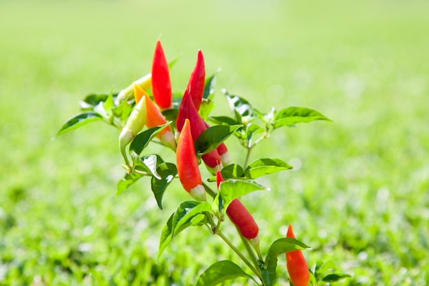 chili hot peppers plant in red and orange