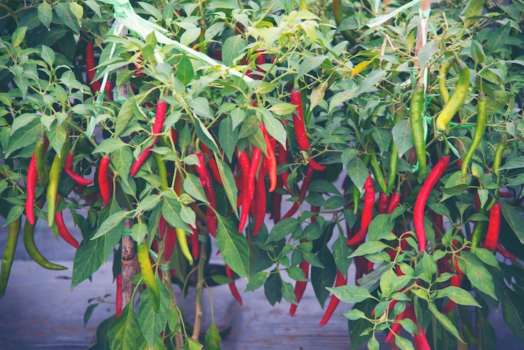 Chili in de moestuinboerderij