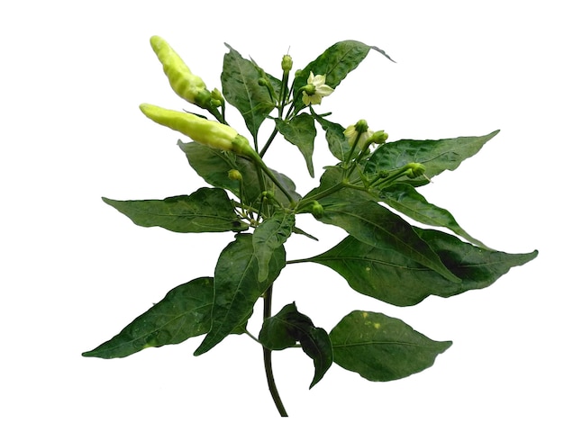 Chili of Capsicum annuum bladeren op witte achtergrond