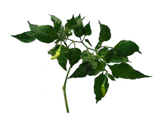 Chili of Capsicum annuum bladeren op witte achtergrond
