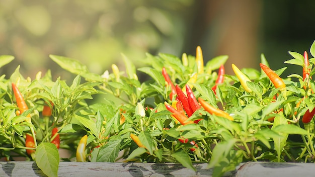 Chili peperbomen in de tuin.