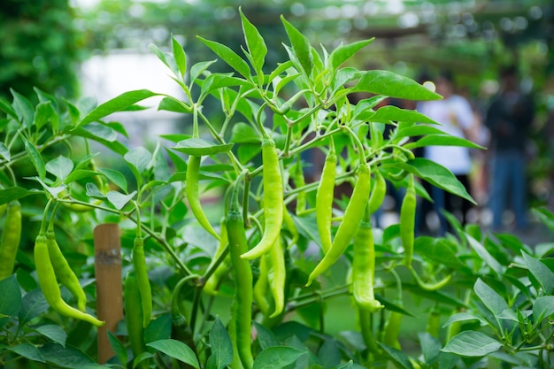 Chili pepers en biologische plantaardige agrarische tuin