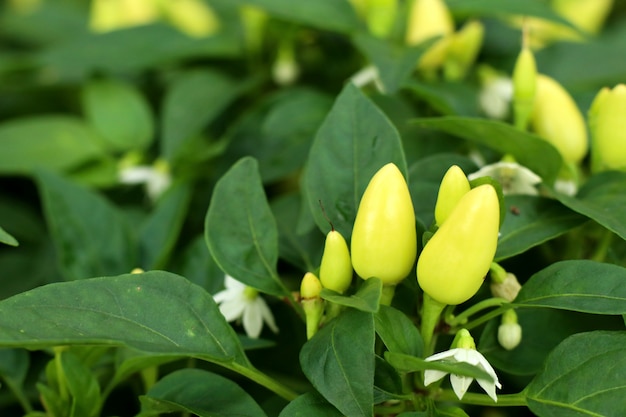 Chili pepers in de tuin