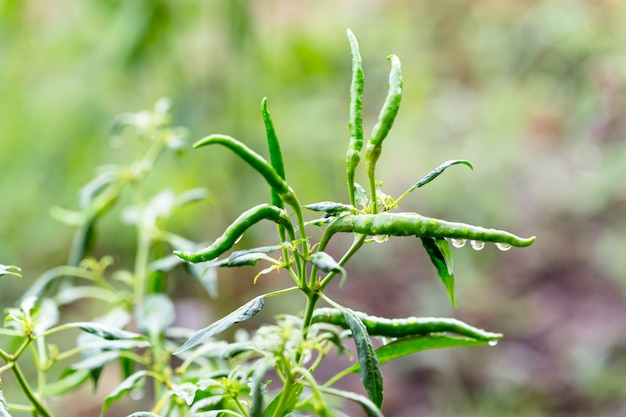 Chili pepers in de tuin