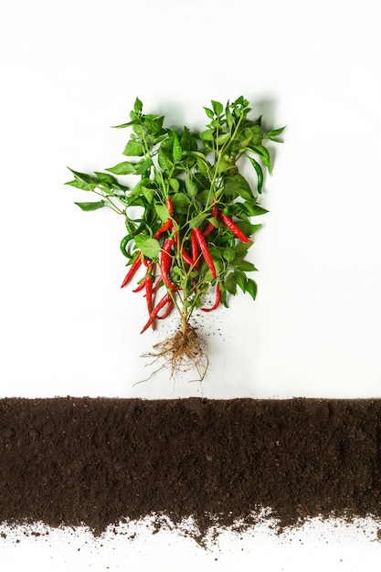 Chili pepper above ground, cross section, cutout collage. Healthy vegetable plant with leaves isolated. Agricultural, botany and farming concept