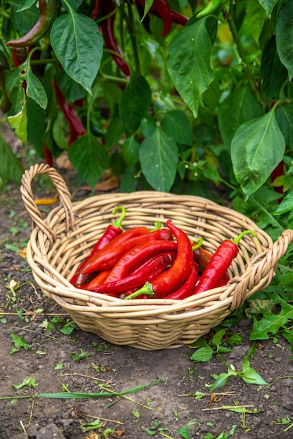 Chili pepper harvest in the garden Selective focus