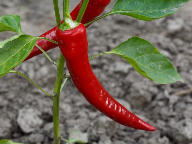 Chili pepper ripening on a bush in the garden