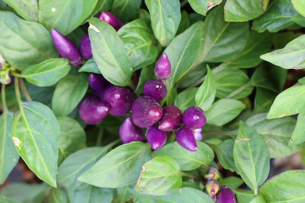 Chili peppers in garden