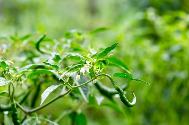 Chili peppers in the garden