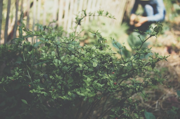 Chili plant growing in garden with background of farmer harvesting vegetable from farm