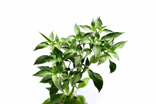 Chili plant tree on white background