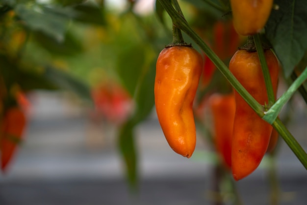 Chili planting in modern greenhouses