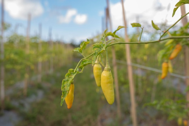 Chili plants bear fruit in the field