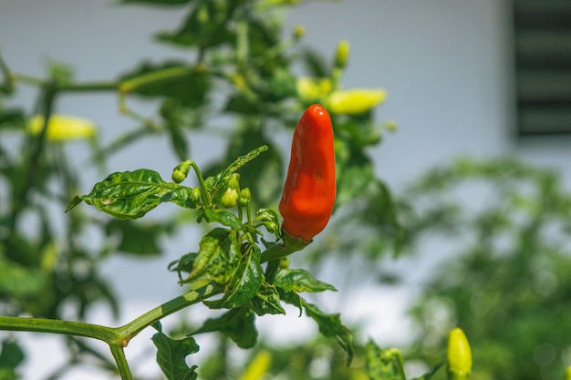 Foto chili's die rijp en rood zijn en klaar zijn om geoogst te worden