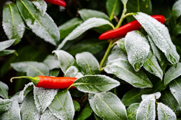 Photo chilies and leafs