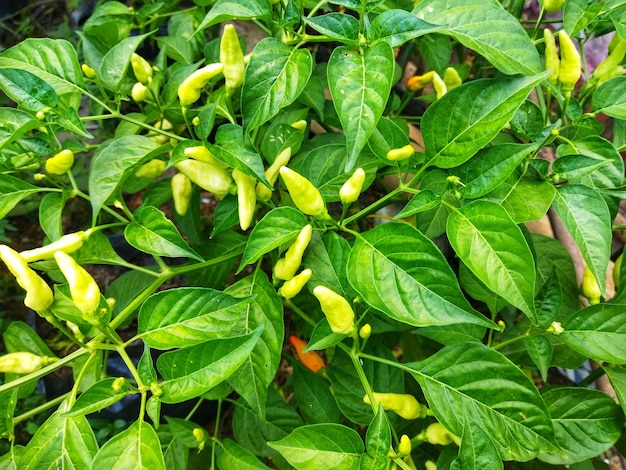 녹색 정원에 있는 ChiliLatin Capsicum annuum 피망