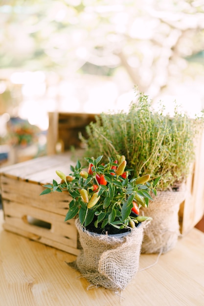 Chilipepers in een pot met een houten doos op de achtergrond