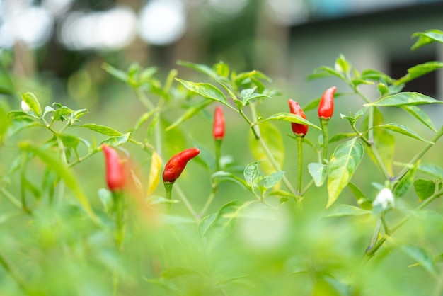 Chilipepers of rode pepers op de boerderij