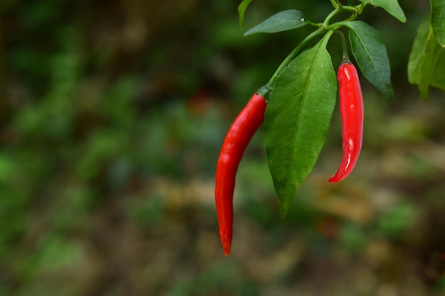 Chilipepers zijn verse rode pepers in de tuin