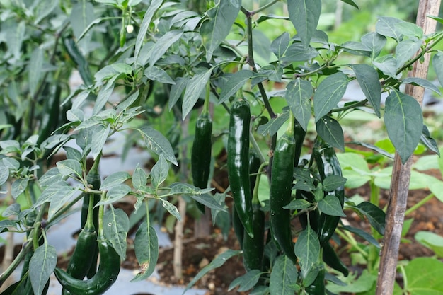 Chiliplantages in Temanggung Desa Bansari Indonesië Landbouwconcept