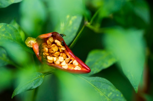 黄色の種を見るために冷えて、それは鳥や昆虫の食糧です。