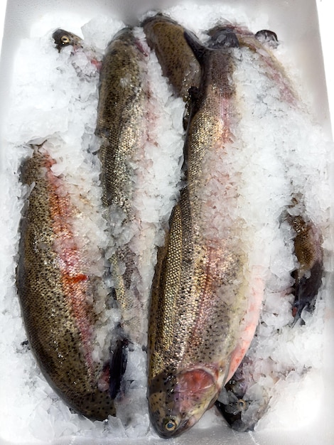 Chilled fish Trout on the counter